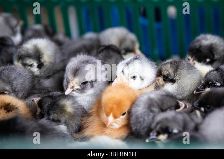 Close-up of a group of fluffy chicks, with one bright yellow chick standing out among many dark gray ones. Concept of individuality, uniqueness, and d Stock Photo