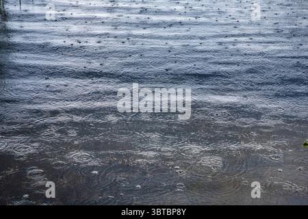 Surface of a lake with ripples and raindrops during rain. Calm and moody atmosphere with reeds and reflections on the water. Stock Photo