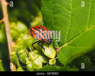 Brightly Colored Striped Bug Resting on Green Leaves Outdoors in Nature Stock Photo