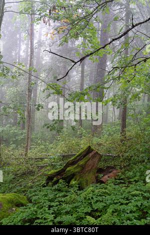 Misty forest in Haanja, Võrumaa, Estonia, featuring moss-covered fallen tree and lush vegetation – tranquil and mysterious nature scene. Stock Photo
