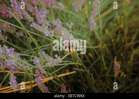 Bumblebee on lavender in soft evening light. Stock Photo