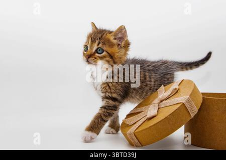 Adorable tabby kitten with green eyes walking near an open round cardboard gift box with ribbon. Perfect for pet themes, holiday cards, celebration, o Stock Photo