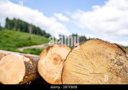 Tree trunk in mountains, a chopped off tree showing annual rings. Wood felling. Felled tree trunks in a pile. Logs are a bunch at the ranch. Log Stock Photo