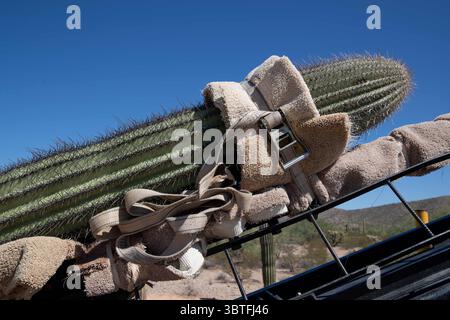 cactus mix soil Rosy Soil Cactus & Succulent Mix: Fast-Draining, Biochar-Infused, &  Microbially Active Formula – Rooted Hues main image 1