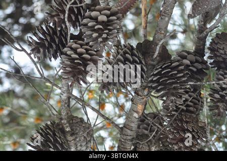 Pine tree forest Photographed in the Jerusalem Hills Israel in April Stock Photo