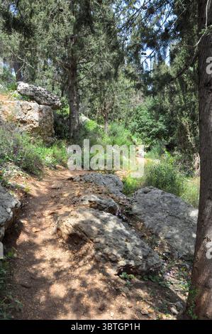 Pine tree forest Photographed in the Jerusalem Hills Israel in April Stock Photo