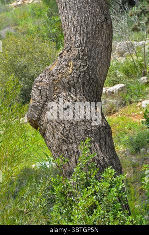 Pine tree forest Photographed in the Jerusalem Hills Israel in April Stock Photo