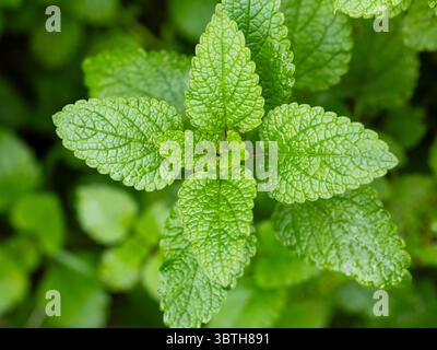 Lemon balm, common balm or balm mint on garden Stock Photo