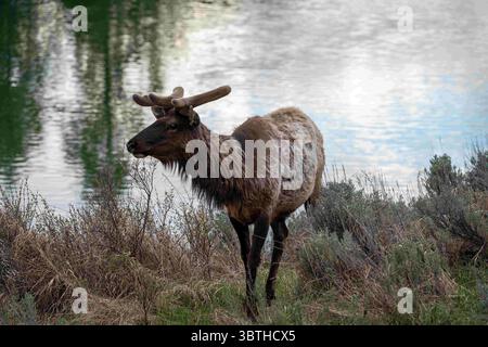 May 18, 2019, Moose, WY, United States of America: A young bull Elk in spring at Grand Teton National Park in Moose, Wyoming. The Elk are part of the Jackson elk herd, the largest herd in North America. (Credit Image: © C.J. Adams via ZUMA Wire) Stock Photo