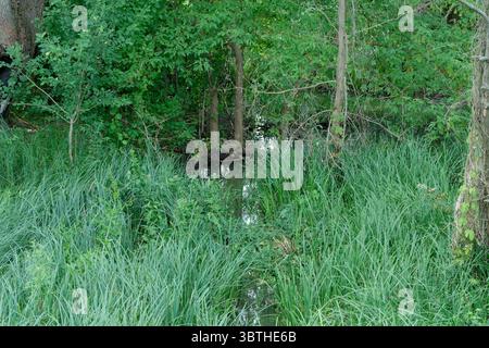 A small stream flows through a dense forest of tall green trees and foliage. Stock Photo