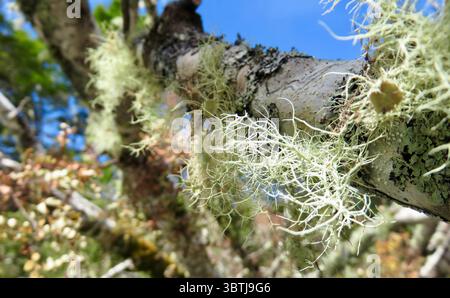 Close-up of light green lichen and moss growing on native tree branches in New Zealand, illuminated by sunlight against a clear blue sky Stock Photo