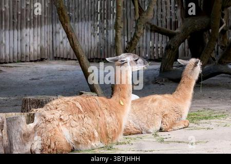 Two llamas are resting on a hot summer day at the zoo lying down Stock Photo