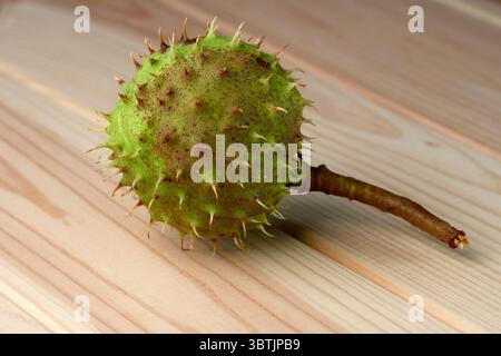 Green prickly fruit of the horse chestnut tree on a light wooden table, close-up, macro photography Stock Photo