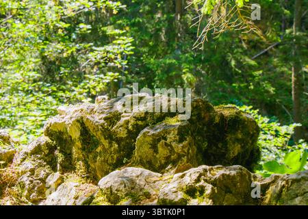 Sunlight filters through trees in a lush forest, casting soft light on mossy rocks. The greenery creates a tranquil atmosphere, highlighting the beaut Stock Photo