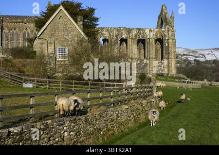 Picturesque scenic sunlit monastic Bolton Abbey ruins (ancient monument in beautiful setting, chancel view from south) - Yorkshire Dales, England, UK. Stock Photo