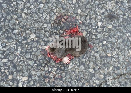 Moles and drought.  Mole that has come up to the surface and been killed while crossing a road during a period of low groundwater levels 2025 - Sweden Stock Photo