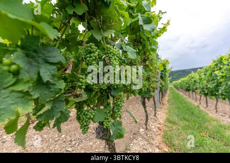 Lush Green Vineyard with Bountiful Grapes on Summer Vines Stock Photo