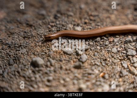 Close-Up of a Smooth Snake on a Gravel Path Stock Photo