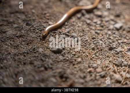 Close-Up of a Smooth Snake on a Gravel Path Stock Photo