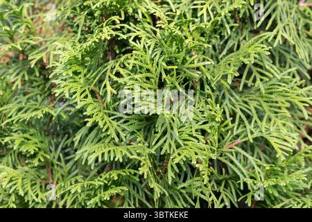 Thuja western Smaragd closeup, full frame, background. Stock Photo