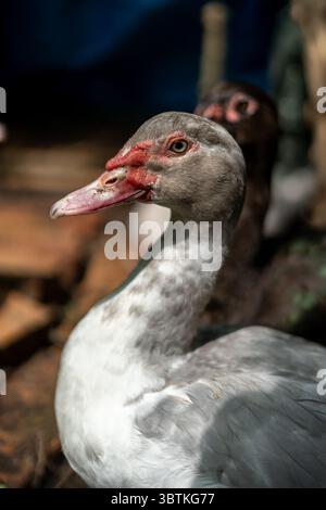 Close-up of a Muscovy Duck with Intricate Feather Patterns and Vibrant Red Facial Features Showcasing Wildlife Detail for Nature, Ornithology, Educati Stock Photo