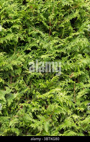 Thuja western Smaragd closeup, full frame, background. Stock Photo