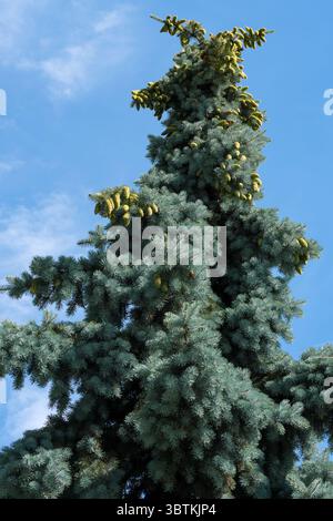 Tall spruce with young cones against the blue sky on a summer sunny day Stock Photo