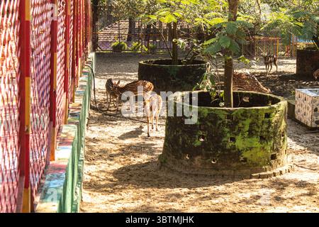 Beautiful Chital deer with white spots on brown fur Stock Photo