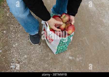 A person gathers a bag of fresh apples while standing on a dirt path in the countryside during fall. Stock Photo