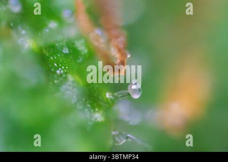 A closeup image beautifully showcasing a blend of glistening water droplets and vibrant greenery found in nature Stock Photo