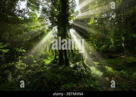 Backlit trees with rays of light streaming through the forest at dawn, Thailand Stock Photo