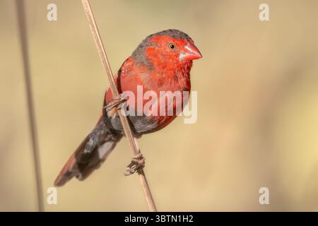 Wild crimson finch (Neochmia phaeton) clinging to a thin blade of grass with grass seeds on its beak, Australia Stock Photo