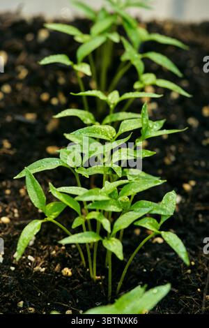Fresh dew drops on vibrant green leaves of habanero chili plant Stock Photo