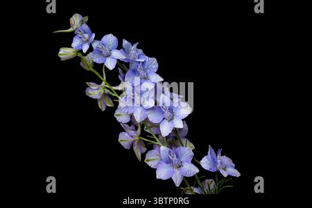 blue delphinium on black background Stock Photo