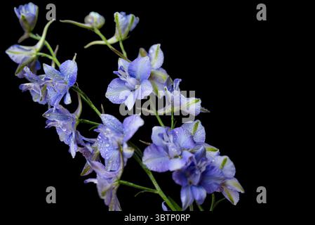 blue delphinium on black background Stock Photo