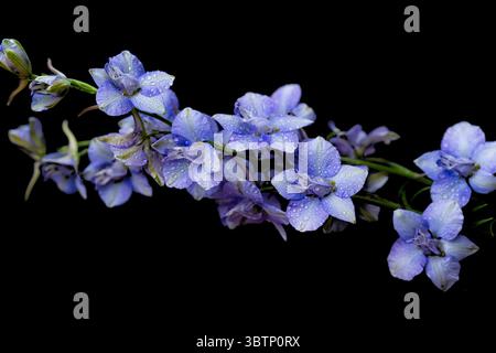 blue delphinium on black background Stock Photo