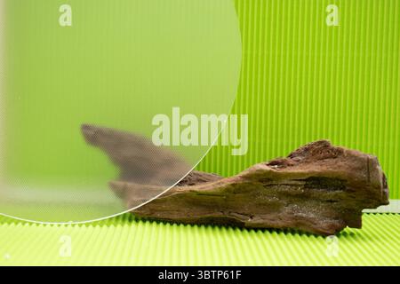Fondo creativo con figuras geométricas y elementos botánicos como lavanda y suculentas. Ideal para diseño gráfico, presentación de productos cosmético Stock Photo