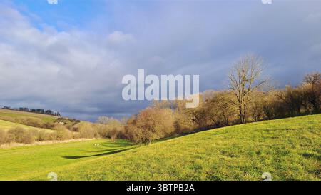 Countryside landscape with leafless trees and sunlit grassy field under dramatic cloudy sky. Stock Photo