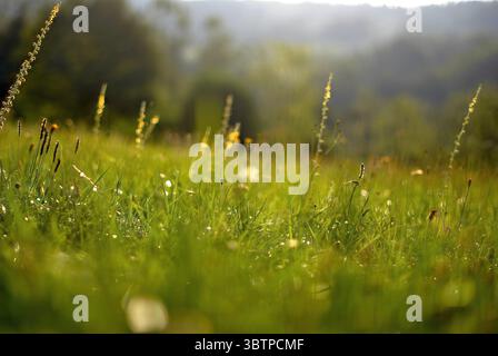 Close-up of summer grass with wildflowers and morning dew in soft backlight, natural meadow scene in countryside. Stock Photo