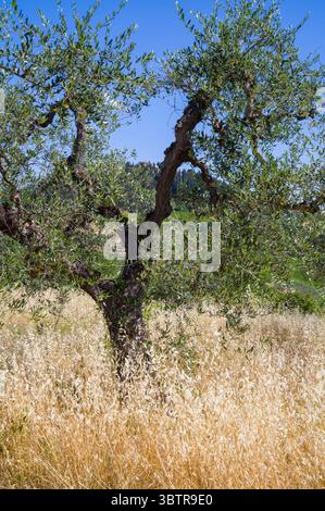 Ancient gnarled olive tree, Olea europaea, with Wild Oats - Flax Grass, Oatgrass - Avena fatua - Tuscan landscape in Chianti region, Tuscany, Italy Stock Photo