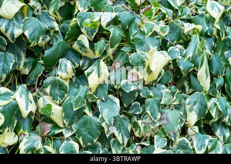 Variegated Ivy - Hedera helix variegata - self-clinging broad-leafed vine on trellis frame in the United Kingdom Stock Photo