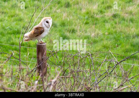 A barn owl, Tyto alba, perched on a wooden fencing post by a meadow  while out hunting for food in The Cotswolds, England Stock Photo