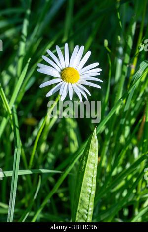 Oxeye daisy, Leucanthemum vulgare, perennial wildflower growing in a country garden in England Stock Photo
