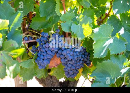 Grenache Rouge grapes growing on mature vine at Chateau de Nalys, Chateauneuf du Pape, in Rh™ne Valley wine region, South East France Stock Photo