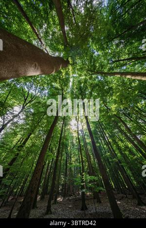 A breathtakingly stunning view of sunlight beautifully streaming through a dense, lush forest canopy above Stock Photo
