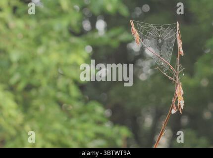 A perfect spider web stretched between dried leaves, glistening in the soft morning light with a forest backdrop. Stock Photo