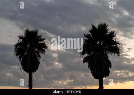 Two palm trees are silhouetted against a dramatic sky filled with clouds at sunset. The scene captures the tranquil moment before the day transitions into night. Stock Photo