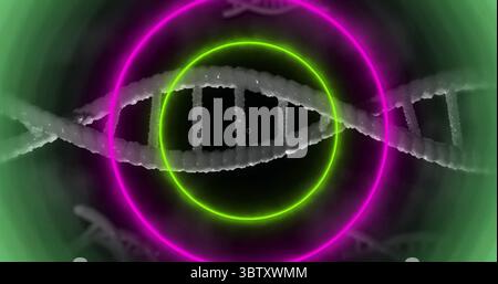 Displaying white DNA helix spanning digital studio featuring neon green and pink glowing rings Stock Photo