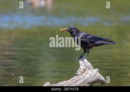 Crow with Food on Tree Branch at Whitaker Ponds Nature Park in Portland, Oregon Stock Photo