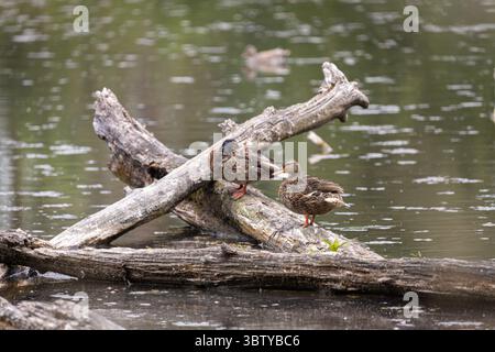 Group of Female Mallards Resting on Log in Sunlit Wetland Pond Stock Photo